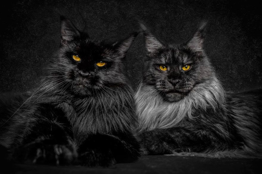 Photographer Robert Sijka Captures The Beauty Of Maine Coon Cats Definition Org Photographer Robert Sijka Captures The Beauty Of Maine Coon Cats Definition Org