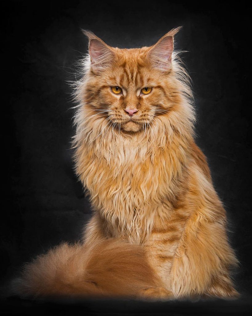 Photographer Robert Sijka Captures The Beauty Of Maine Coon Cats