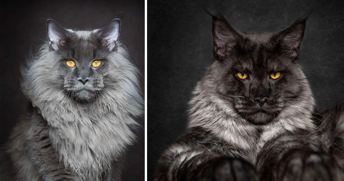 60 Top Pictures Maine Coon Cat Characteristics - Maine Coon Cat Personality, Characteristics and Pictures ...