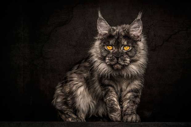 Photographer Robert Sijka Captures The Beauty Of Maine Coon Cats