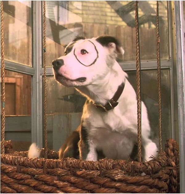 what kind of dog was petey from the original little rascals