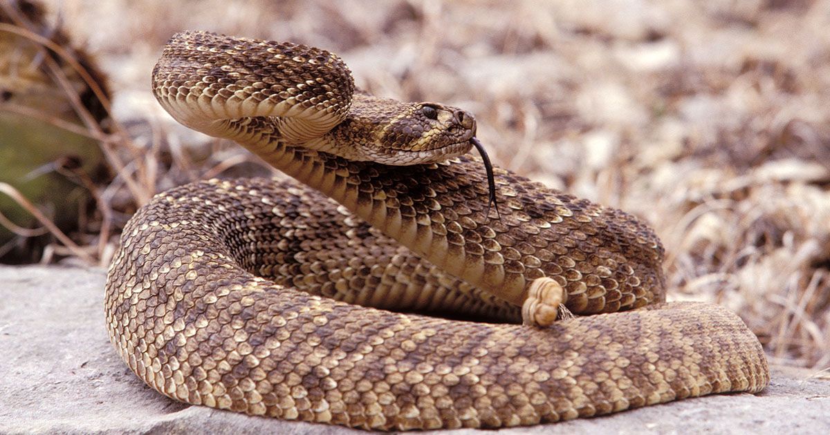 Dangerous Snakes: Some of the Deadliest Snakes on the Planet