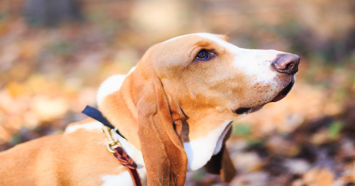 Most Loyal Dog Breeds in History from All Around the World