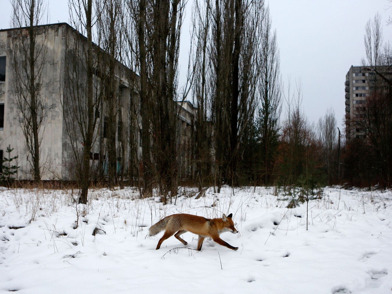 Chernobyl Wildlife Is Extraordinary Decades After The Nuclear Disaster
