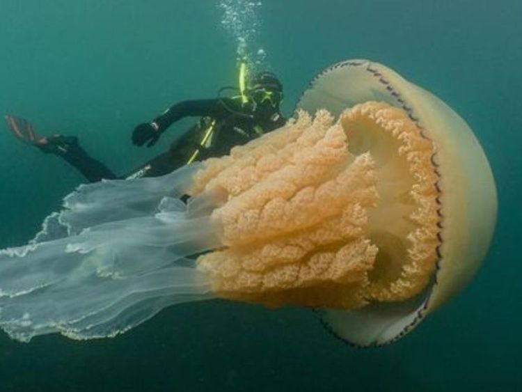 Giant Animals That Actually Exist
